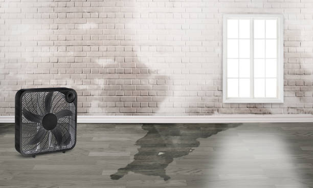 Best Carpet water damage restoration  in Jarrettsville, MD
